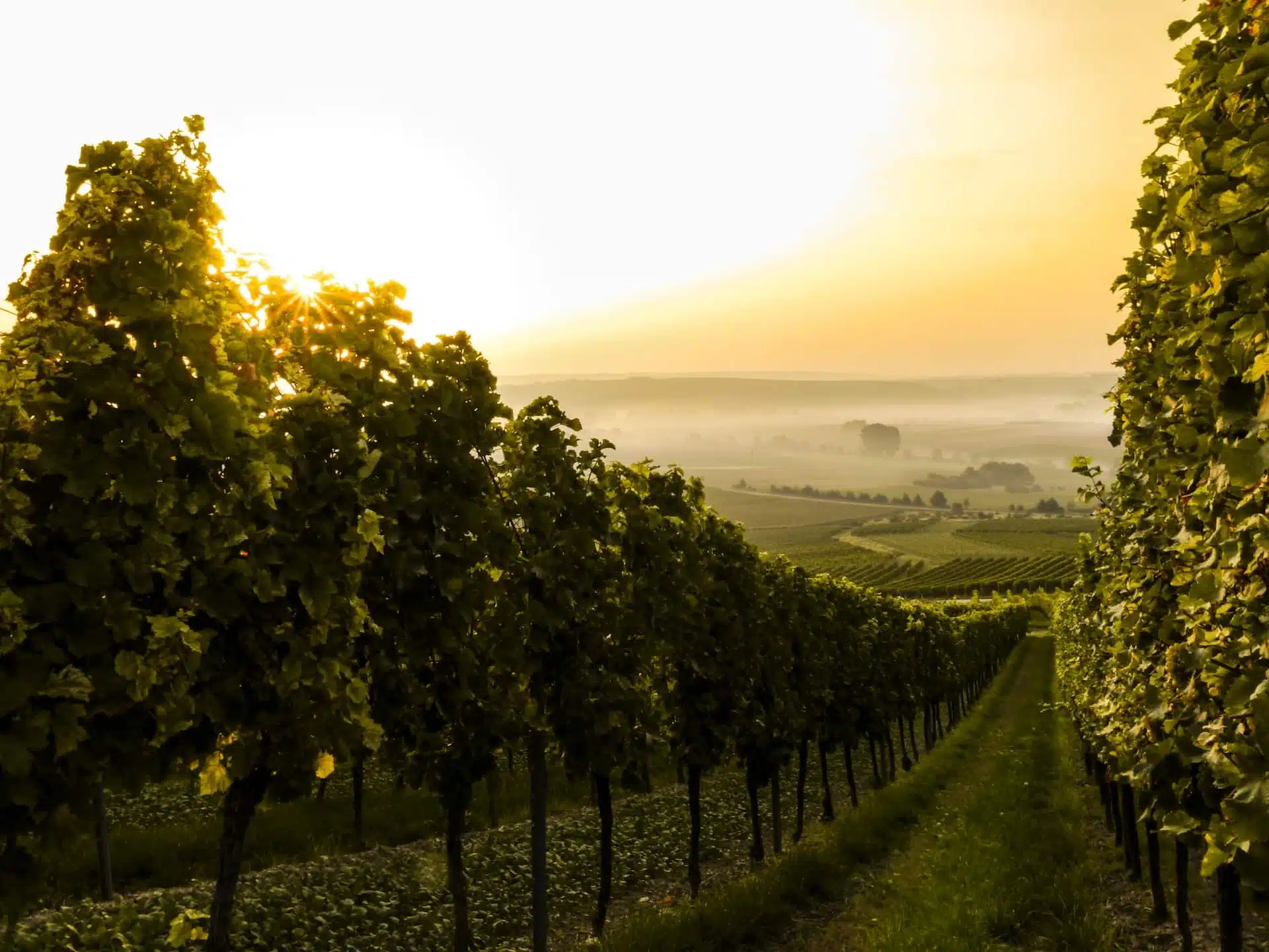 Morning vineyard Morning vineyard