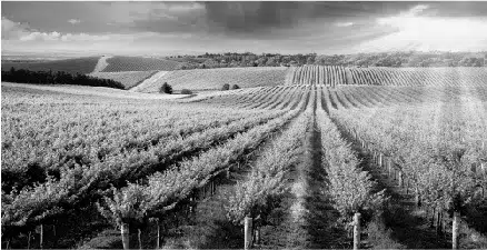 Vineyard in black and white