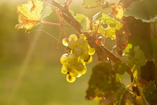 La vendemmia 2015 di Bordeaux