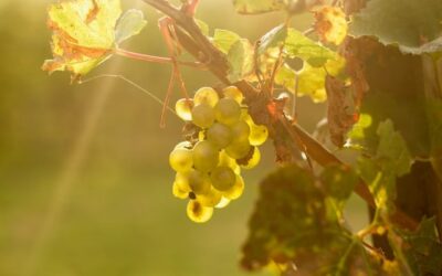 Grape harvest timing: when vineyards pick wine grapes